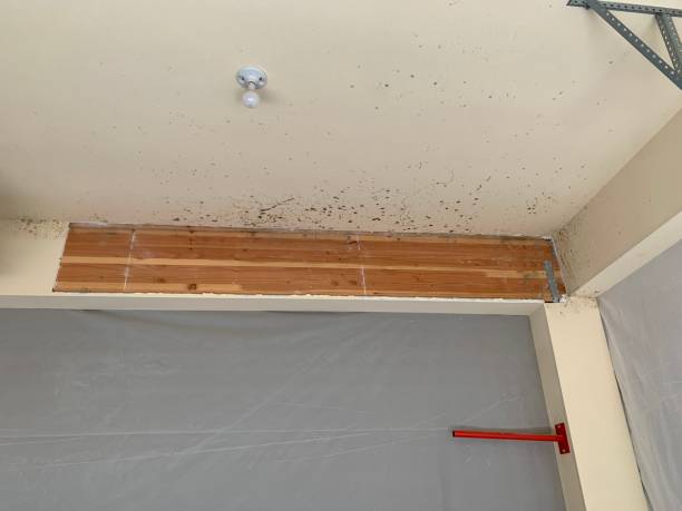 Best Basement Mold Removal  in John Day, OR